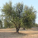 Olio Extra Vergine di Oliva
