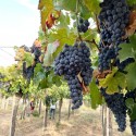 Red Wine